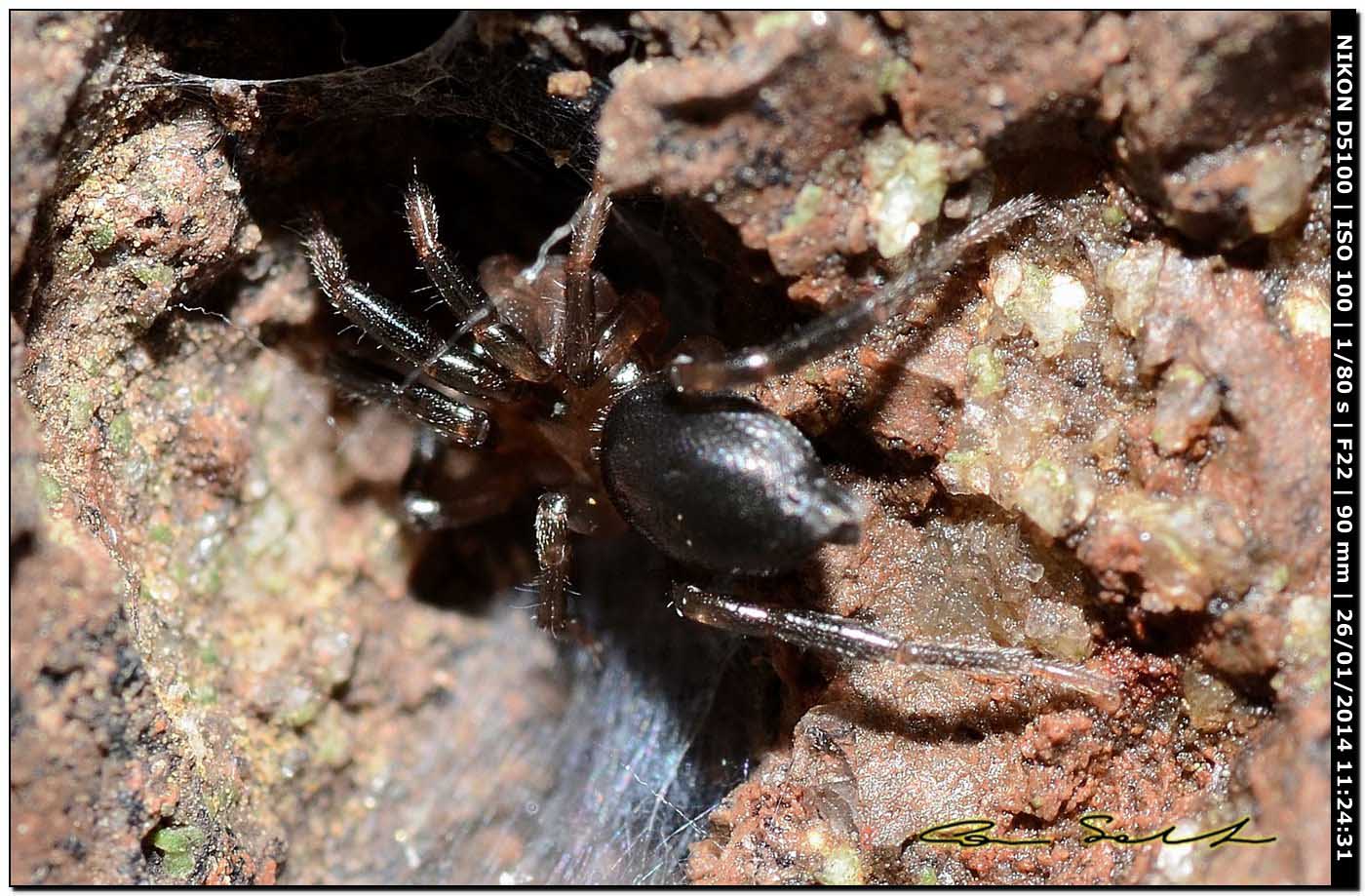 Trachyzelotes sp. - Alghero (SS)